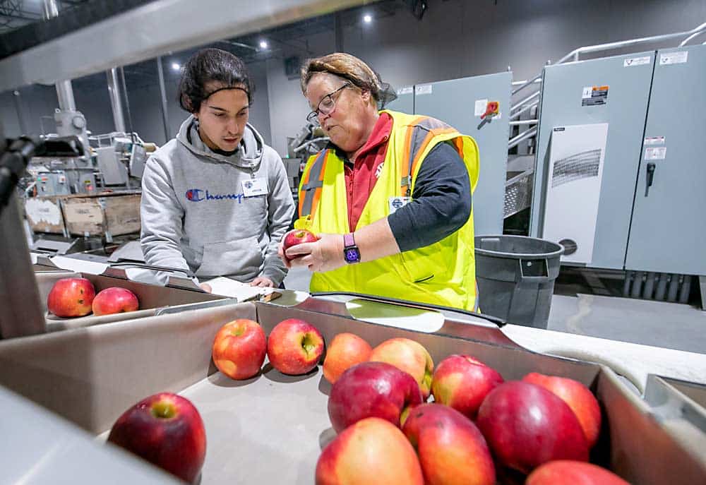 +120 Puestos de Empacadores de Frutas y Verduras 2024